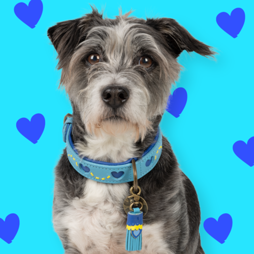 Halsband Sky  Halsband Sky