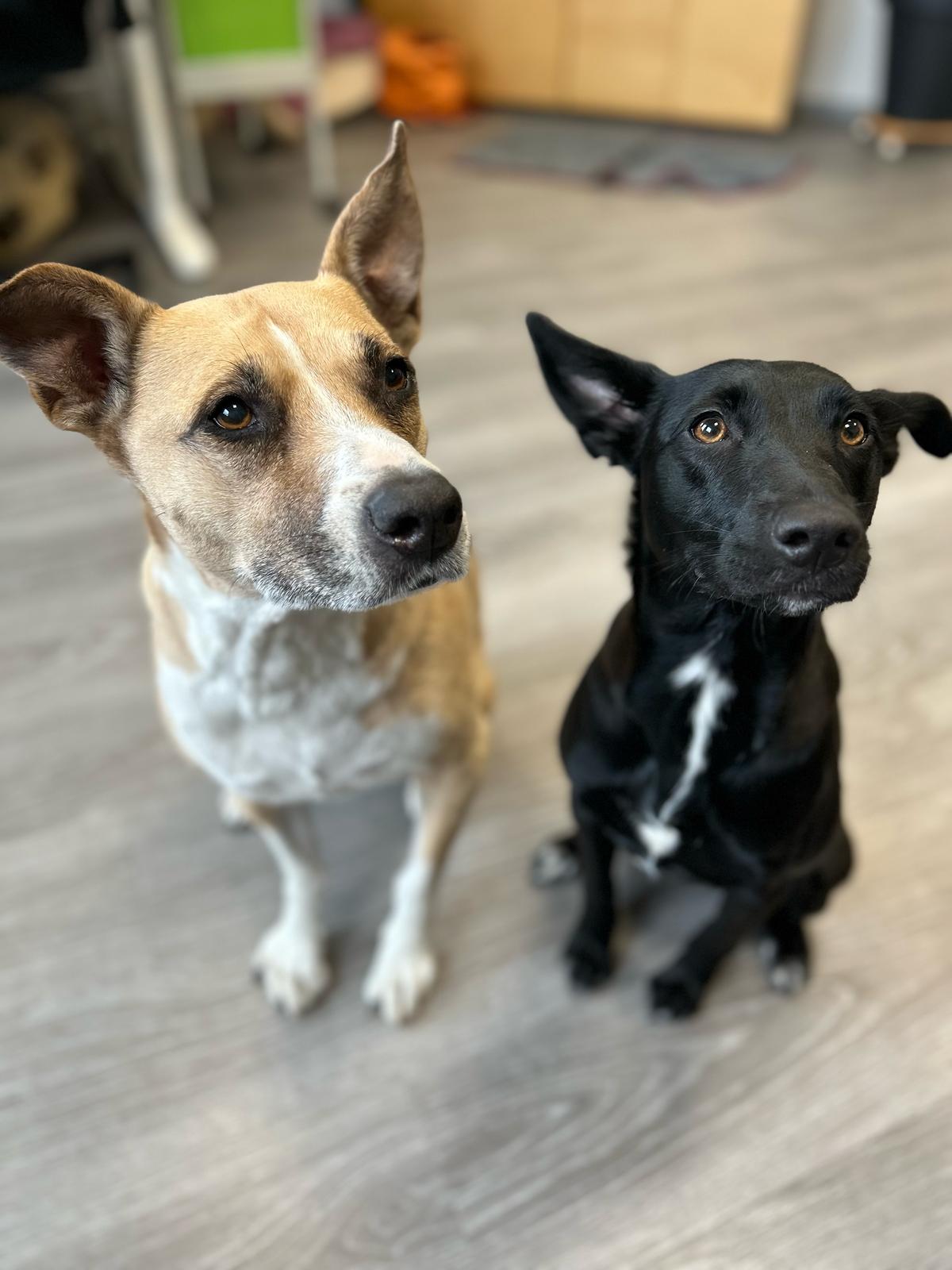 Brohunde, Tierisch Gut Andernach, Hunde, Hundenahrung
